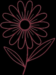 Arnica